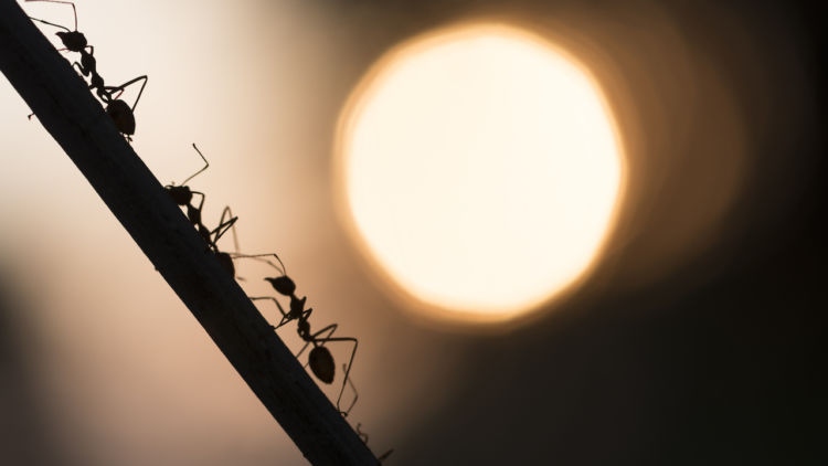 11 Cara Alami nan Ampuh Basmi Semut Hingga ke Sarangnya, Makanan Dikerubuti Bukan Lagi Ancaman