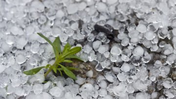 Fenomena Hujan Es di Surabaya Kemarin Bikin Gempar. Kok Bisa Sih Hujan Es Turun di Negara Tropis?