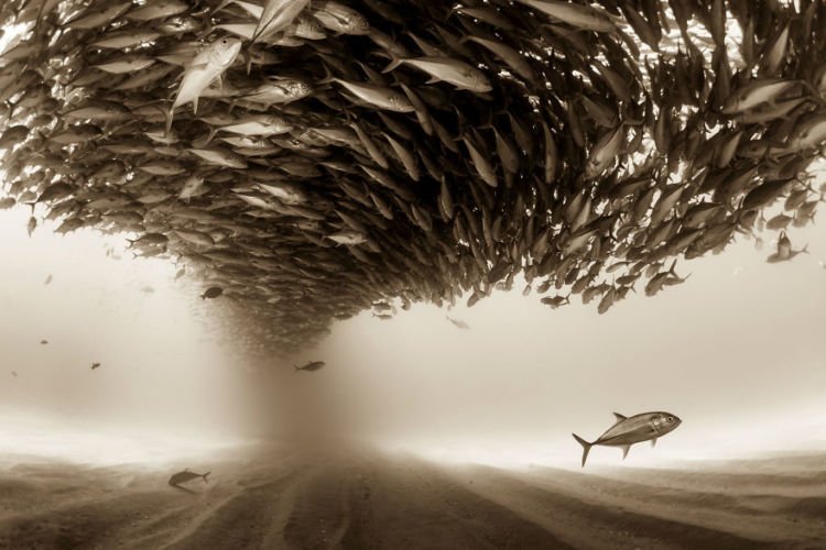 15 Foto Terbaik dari Sony Photography Awards yang Kerennya Kebangetan. Kamu Perlu Belajar Dari Karya Mereka!