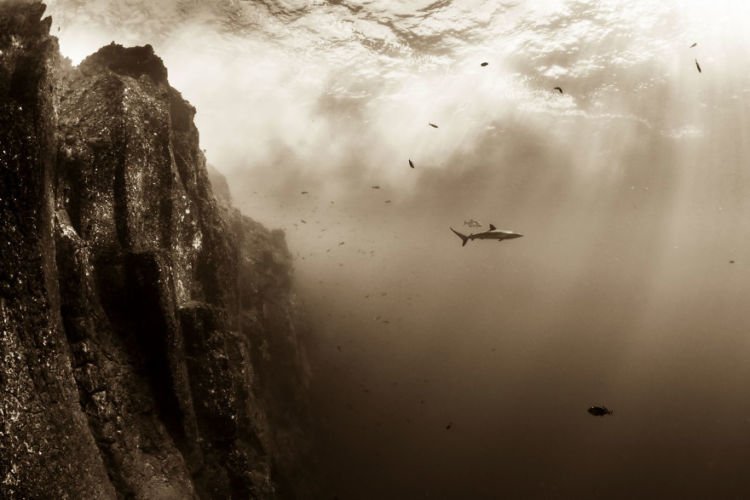 15 Foto Terbaik dari Sony Photography Awards yang Kerennya Kebangetan. Kamu Perlu Belajar Dari Karya Mereka!