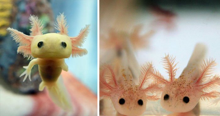 15 Bayi Hewan Langka Ini Imutnya Kebangetan Rela Deh Kayaknya
