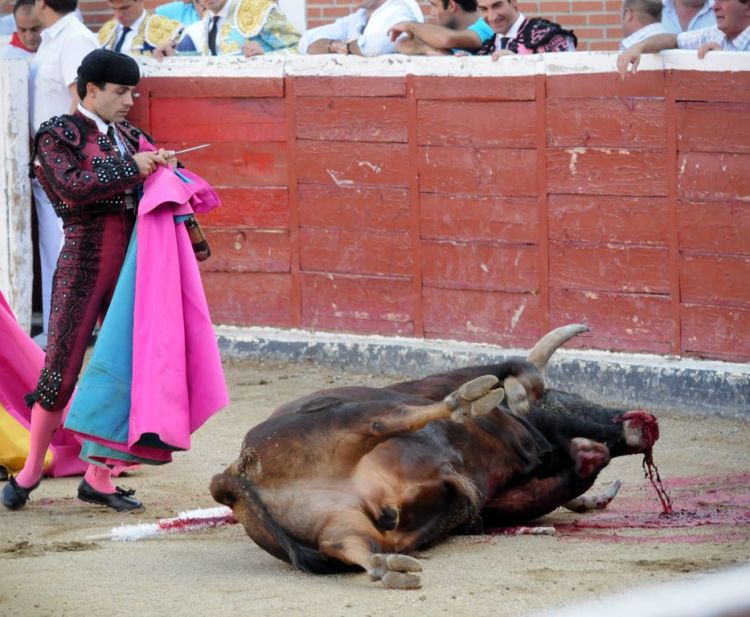 Pantatnya Diseruduk Banteng Hingga Duburnya Hancur, Kok Masih Ada Aja Ya yang Mau Jadi Matador?! 6
