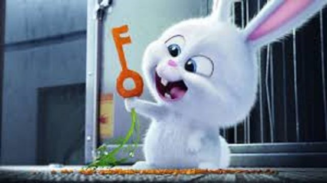 rabbit is pet