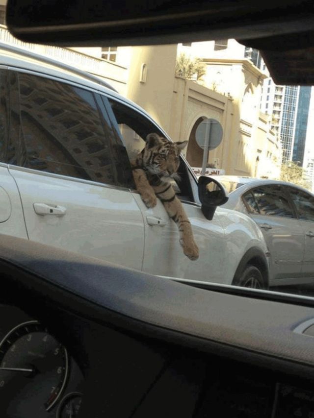 15 Hal Aneh dan Gila yang Hanya Bisa Ditemukan di Dubai. Mulai dari ATM Emas Sampai Pelihara Macan!