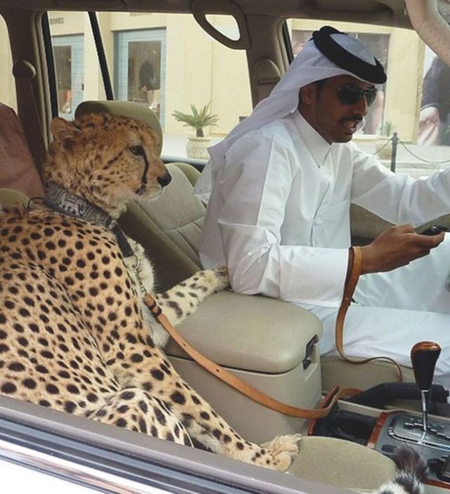 15 Hal Aneh dan Gila yang Hanya Bisa Ditemukan di Dubai. Mulai dari ATM Emas Sampai Pelihara Macan!