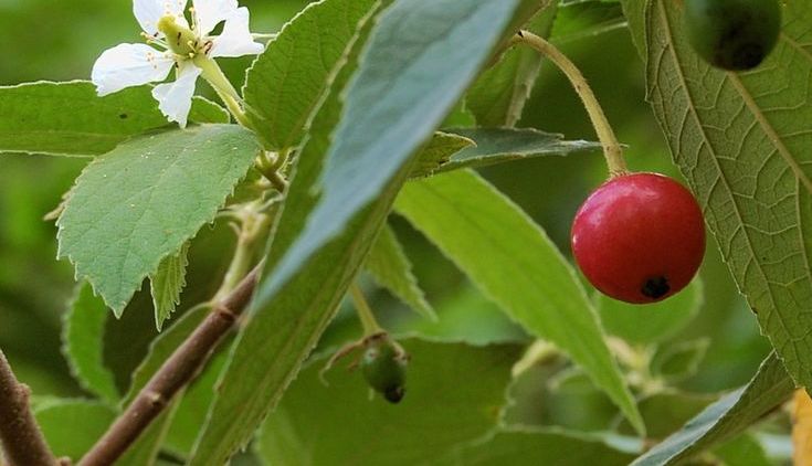 11 Manfaat Buah Kersen yang Nggak Main-main, Niscaya Kesehatan dan Kecantikanmu Terjamin