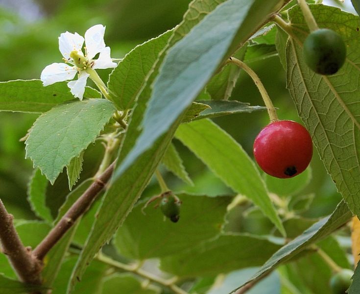 11 Manfaat Buah Kersen yang Nggak Main-main, Niscaya Kesehatan dan Kecantikanmu Terjamin
