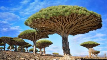Keindahan yang Berbalut Misteri di Pulau Socotra. Dijuluki Pulau Alien, Konon Dajjal Dikurung di Pulau Ini!