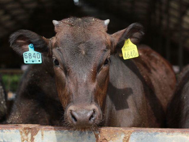 Daging Sapi Seharga Rp4,2 Juta Sekilo Bukan Fiksi. Ini Alasan Kenapa Kobe Beef Dihargai Semahal Itu