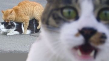 15 Foto Momen Rusak Gara-gara Kucing yang Haus Eksistensi, Caper Berat Ya Hewan Satu Ini