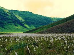 Padang Rumput Savana