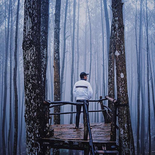 Hutan Pinus Mangunan