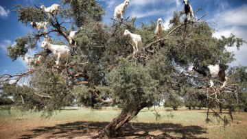 Ada Kambing Pemanjat Pohon Sampai Hewan yang Bisa Hidup di Luar Angkasa, 7 Hewan Ini Unik Luar Biasa