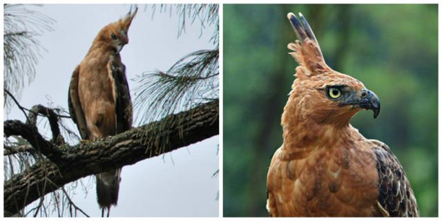Terkenal Sebagai Lambang Negara & Simbol Pancasila, 5 Fakta Burung Garuda Ini Banyak yang Belum Tahu