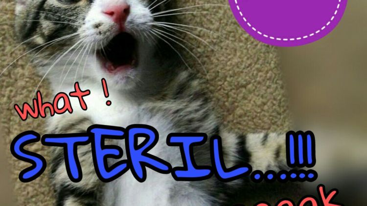 Kucing Sehat Kok Dimandulin, Terlalu!
