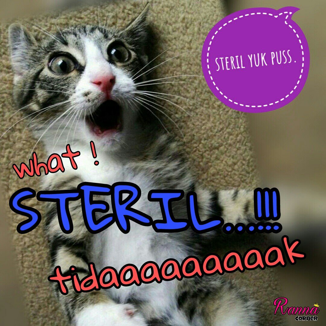 Kucing Sehat Kok Dimandulin, Terlalu!