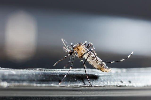 12 Foto Korban Zika Ini Sungguh Memilukan. Meski Situasi Darurat Sudah Lewat, Tetap Perlu Waspada 27 12 Foto Korban Zika Ini Sungguh Memilukan. Meski Situasi Darurat Sudah Lewat, Tetap Perlu Waspada