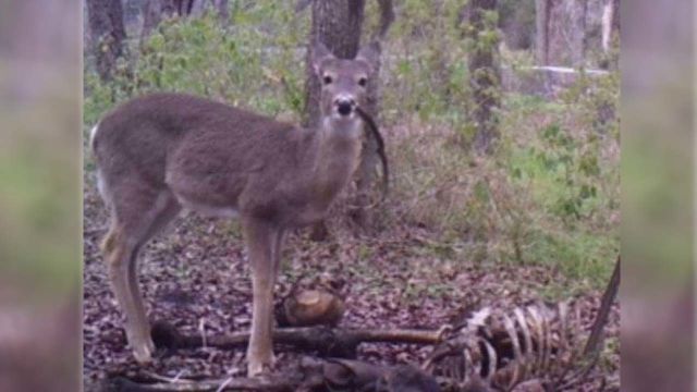 Ada Kambing Pemanjat Pohon Sampai Hewan yang Bisa Hidup di Luar Angkasa, 7 Hewan Ini Unik Luar Biasa 13 Ada Kambing Pemanjat Pohon Sampai Hewan yang Bisa Hidup di Luar Angkasa, 7 Hewan Ini Unik Luar Biasa