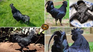 6 Fakta Unik Ayam Cemani, Ayam Hitam Legam yang Popularitasnya Sudah Diakui Dunia