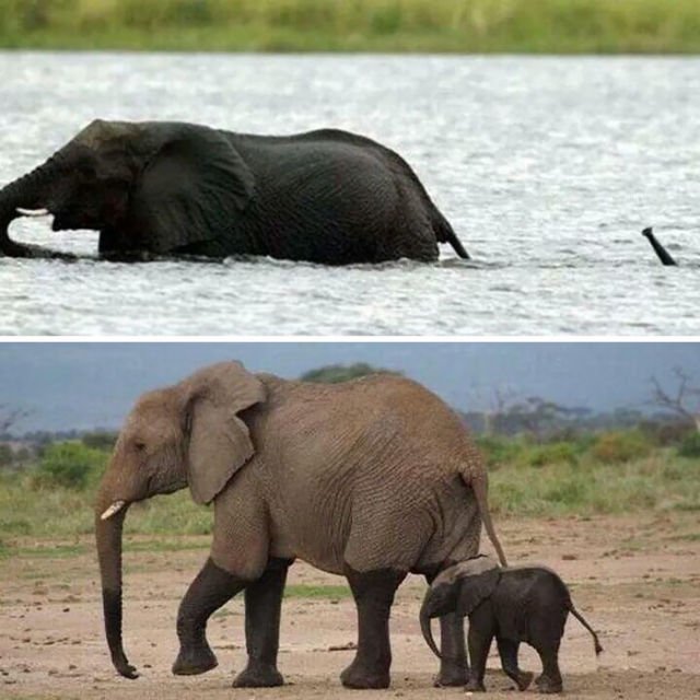 15 Perilaku Bayi Gajah yang Gemesin Abis. Sesekali Berliburlah Untuk Mengunjungi Satwa Unyu Macam Ini!