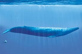 Hati-Hati Dengan Blue Whale Challenge!