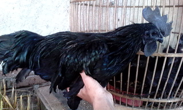 6 Fakta Unik Ayam Cemani, Ayam Hitam Legam yang Popularitasnya Sudah Diakui Dunia