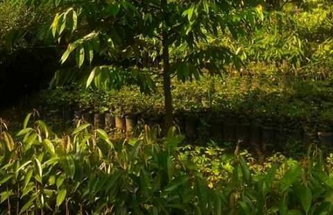 Menjual Bibit tanaman