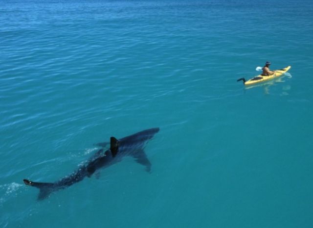 15 Foto yang Akan Membuatmu Berpikir Dua Kali Untuk Berenang Di Laut. Ngeri Juga ya Ternyata!