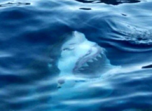 15 Foto yang Akan Membuatmu Berpikir Dua Kali Untuk Berenang Di Laut. Ngeri Juga ya Ternyata!