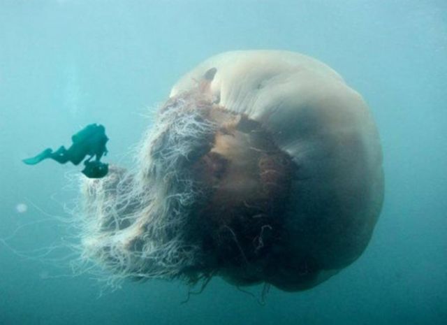 15 Foto yang Akan Membuatmu Berpikir Dua Kali Untuk Berenang Di Laut. Ngeri Juga ya Ternyata!