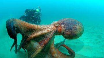 15 Foto yang Akan Membuatmu Berpikir Dua Kali Untuk Berenang Di Laut. Ngeri Juga ya Ternyata!