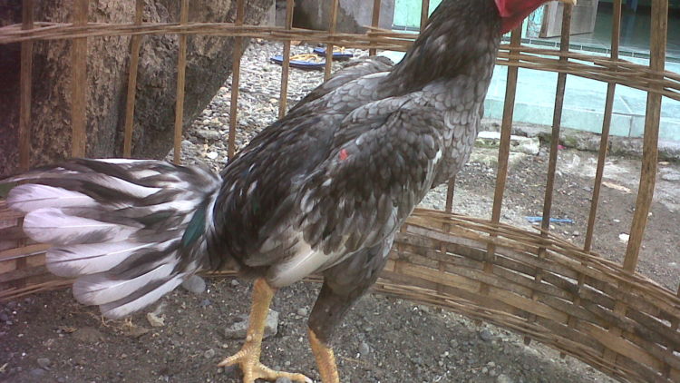 Ayam Petir? Bukan Nama Masakan Olahan dari Ayam, Tapi Jenis Ayam yang Konon Punya Kecepatan Super. Bener Nggak Sih?