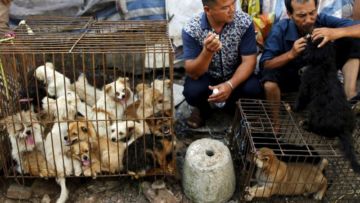 Polemik Daging Anjing Terus Bergulir. Mau di Bali atau Cina, Hewan Peliharaan Ini Dianggap Ternak