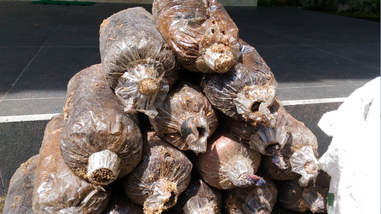 Keren!! Empat Mahasiswa UMS Manfaatkan Limbah Baglog Jamur Tiram Sebagai Bahan Bakar Alternatif