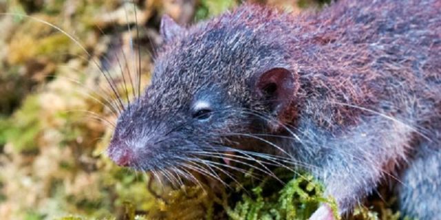 Muncul Lagi Hewan Misterius dari Dasar Bumi, Kok Makin Sering Ya?! 8 Spesies Baru Ini Aneh Banget