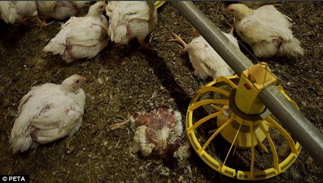 Di Balik Gemuk dan Murahnya Harga Ayam Broiler di Pasaran, Ini 9 Bahaya yang Harus Kamu Pahami