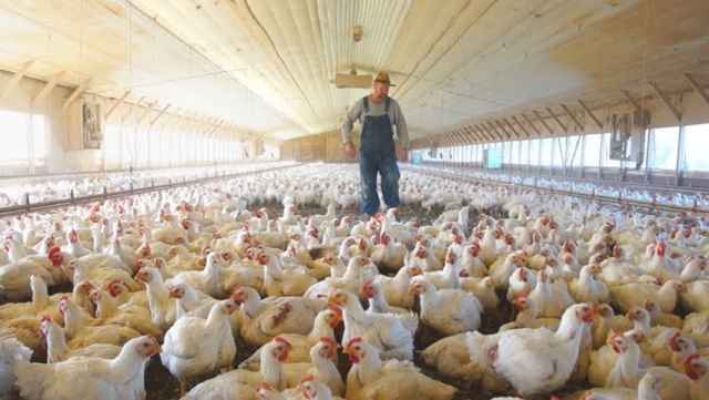 Di Balik Gemuk dan Murahnya Harga Ayam Broiler di Pasaran, Ini 9 Bahaya yang Harus Kamu Pahami