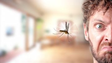 5 Tipe Orang yang Paling Disukai Nyamuk. Cek Deh Apa Kamu Termasuk Salah Satunya