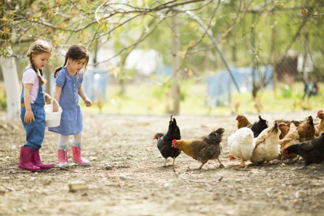 Di Balik Gemuk dan Murahnya Harga Ayam Broiler di Pasaran, Ini 9 Bahaya yang Harus Kamu Pahami