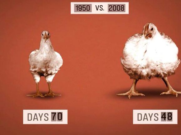 Di Balik Gemuk dan Murahnya Harga Ayam Broiler di Pasaran, Ini 9 Bahaya yang Harus Kamu Pahami