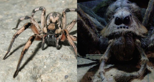 Muncul Lagi Hewan Misterius dari Dasar Bumi, Kok Makin Sering Ya?! 8 Spesies Baru Ini Aneh Banget