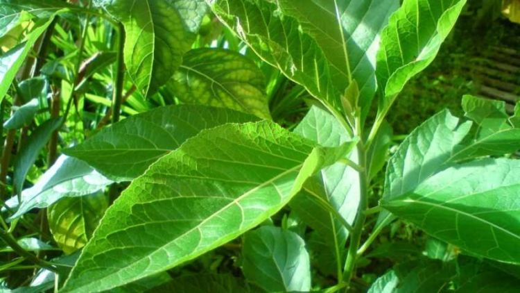 Khasiat Daun Afrika Selatan dalam Mengatasi Berbagai Penyakit Keras, Mulai dari Gagal Ginjal Hingga Diabetes yang Ganas