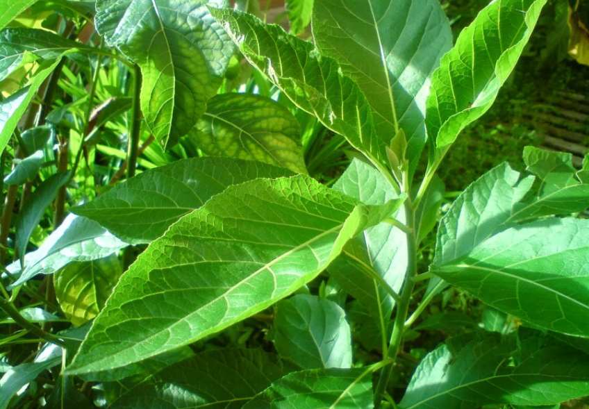 Khasiat Daun Afrika Selatan dalam Mengatasi Berbagai Penyakit Keras, Mulai dari Gagal Ginjal Hingga Diabetes yang Ganas