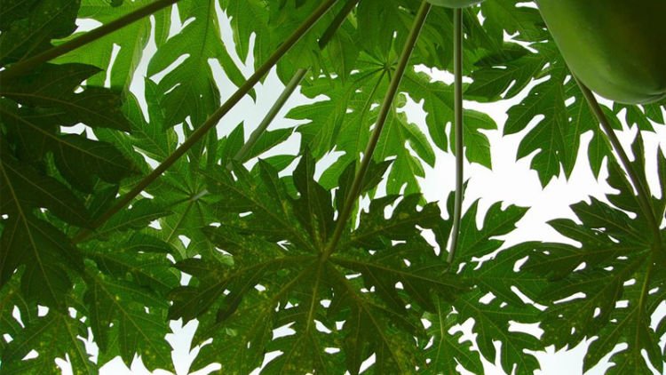 Jutaan Manfaat dalam Pahitnya Daun Pepaya Bagi Kesehatan dan Kecantikan. Kamu Juga Baru Tahu Kan??