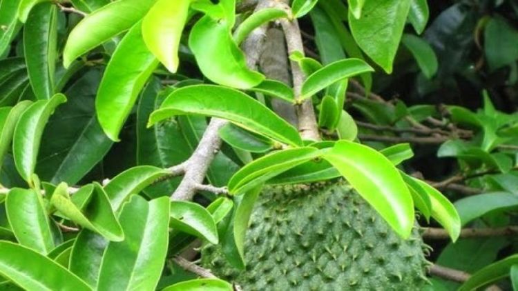 Wow!! Daun Sirsak Ternyata Ampuh Mengobati Diabetes Hinga Penyakit Tumor yang Mematikan