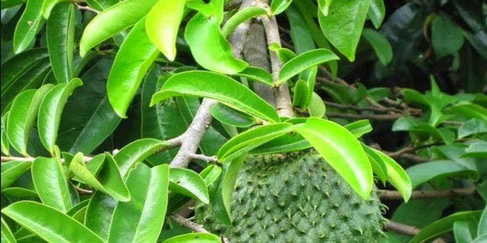 Wow!! Daun Sirsak Ternyata Ampuh Mengobati Diabetes Hinga Penyakit Tumor yang Mematikan