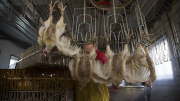 Di Balik Gemuk dan Murahnya Harga Ayam Broiler di Pasaran, Ini 9 Bahaya yang Harus Kamu Pahami