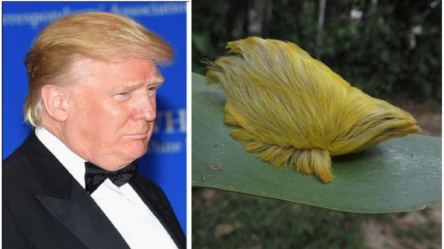 Misteri di Balik Rambut Donald Trump Terungkap! Saking Seringnya Diomongin, Para Ahli Angkat Bicara