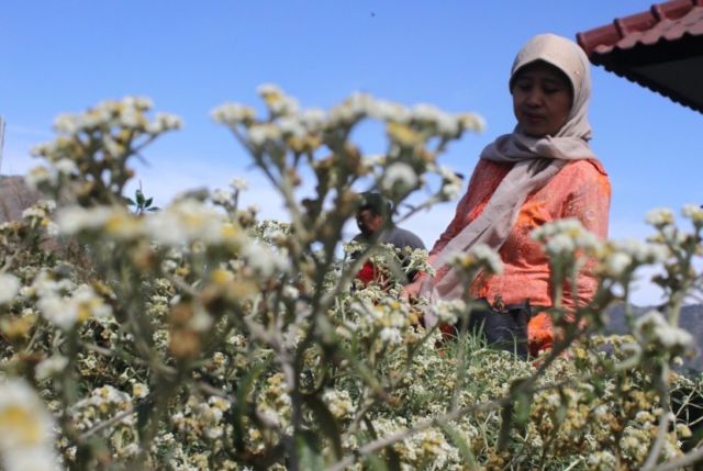 Meski Namanya Bule, Bunga Edelweiss Ternyata Spesial Banget Lho Buat Indonesia! Cek Deh Faktanya