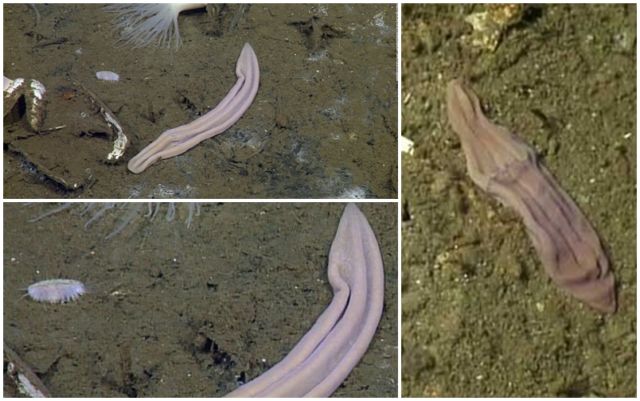 Muncul Lagi Hewan Misterius dari Dasar Bumi, Kok Makin Sering Ya?! 8 Spesies Baru Ini Aneh Banget